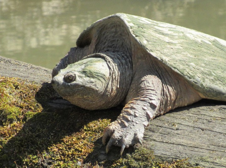 Common Snapping Turtle